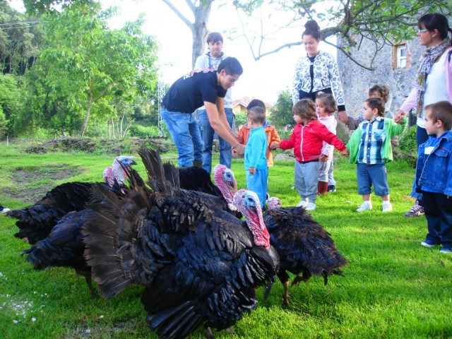 Pavos reales